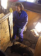 Foina Allardyce undertaking painted panel conservation in the East Church, Cromarty